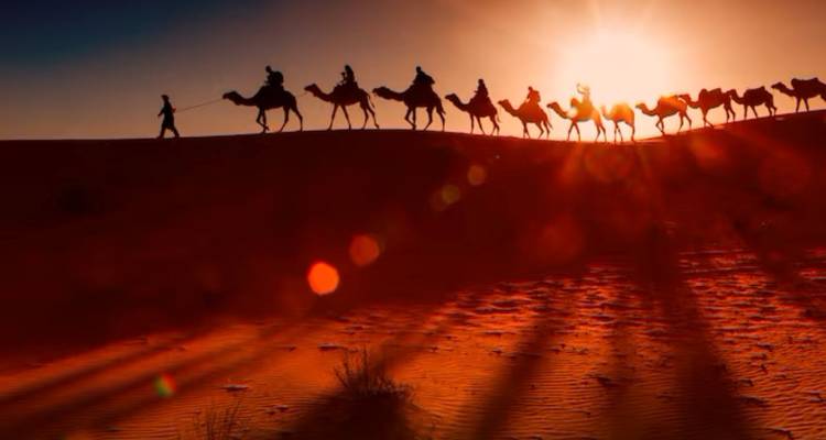 Silhouette de chameaux marchant le long d'une crête désertique au coucher du soleil.