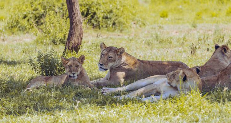 Leonas descansando bajo un árbol en la sabana.