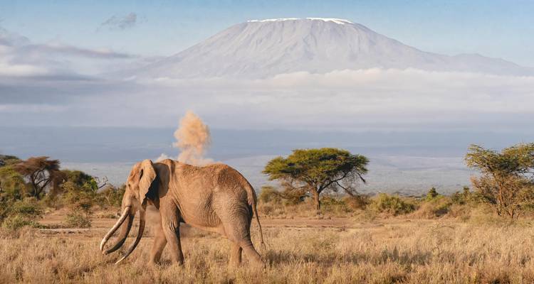 Elefante con montañas distantes de fondo en un día brillante.