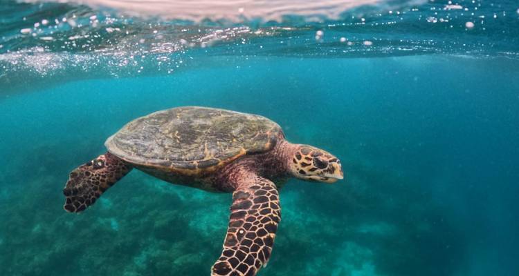Tortue de mer nageant sous l'eau.
