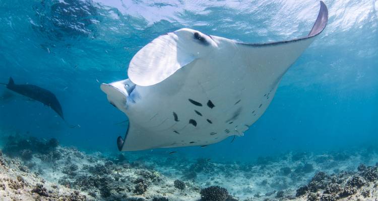 Plan large d'une raie manta nageant près du fond océanique.