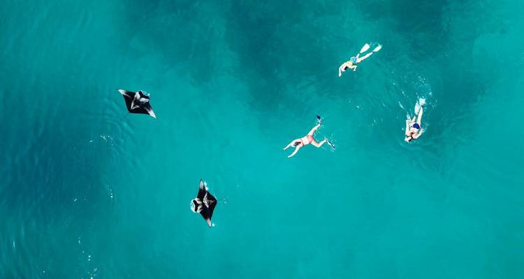 Des plongeurs en apnée nageant parmi les raies manta dans une eau bleue cristalline.