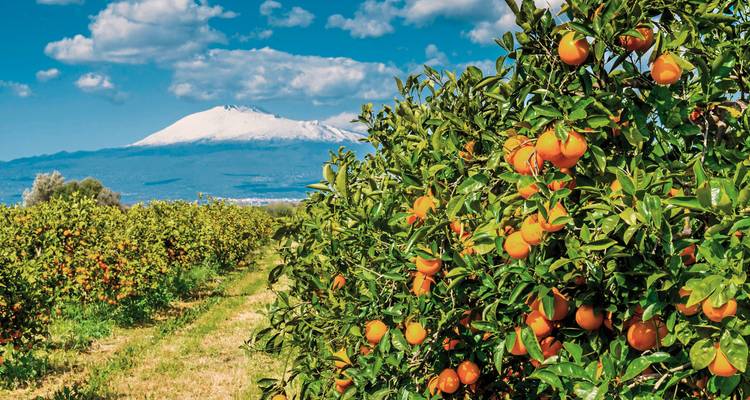 Verger avec des oranges mûres et vue sur la montagne.