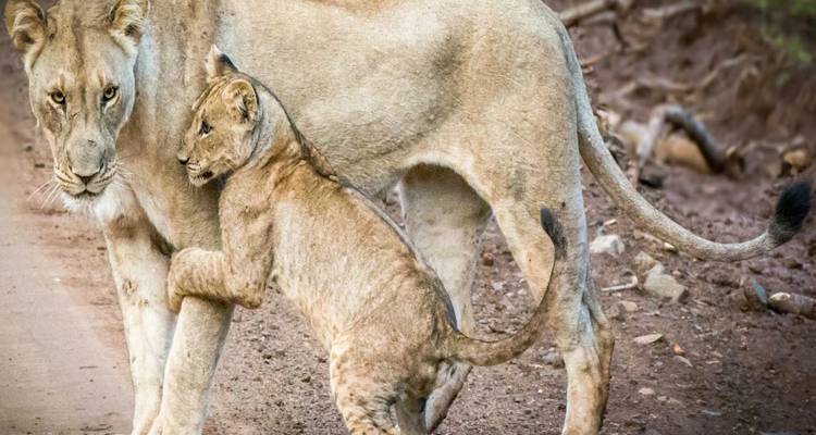 Lioness and cub on a dirt path