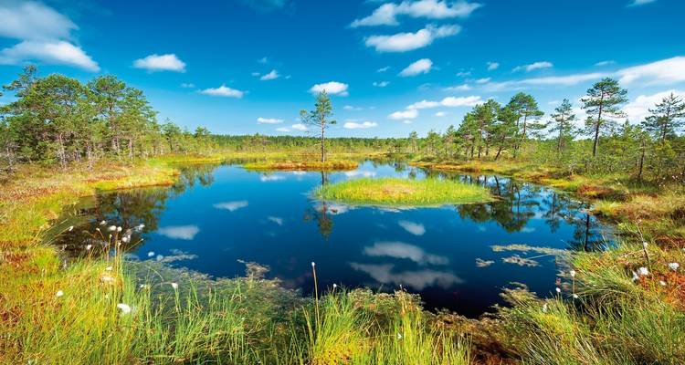 Ein ruhiger Teich in einem üppig grünen Wald.