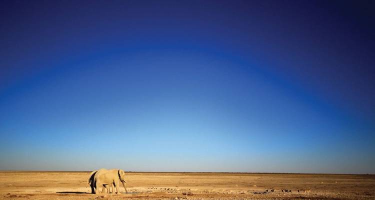 Elephant standing alone in a vast barren landscape.