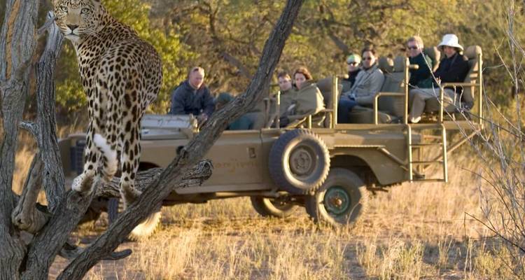 A leopard on a tree with a safari vehicle in the background.