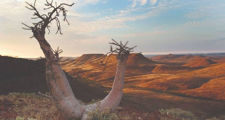Unique tree formations with rolling hills in the background.