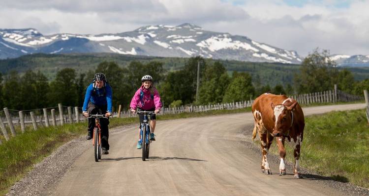 Ciclistas y una vaca en un sendero rural en una zona montañosa.
