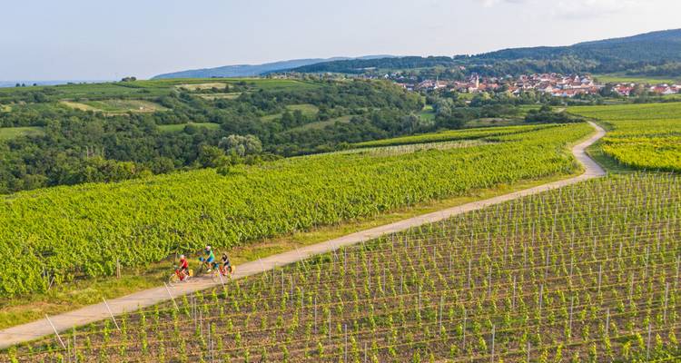 Luchtfoto van fietsers die over een kronkelend pad door uitgestrekte groene wijngaarden fietsen