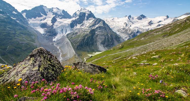 Lebendige alpine Wildblumen bedecken einen Abhang mit Blick auf Gletscher und gezackte, schneebedeckte Gipfel.