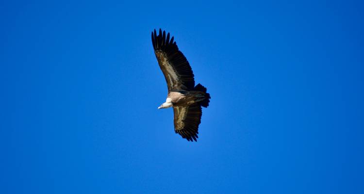 Un grand oiseau planant dans un ciel bleu clair.