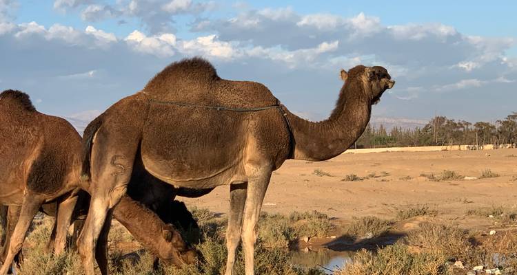 Camels in a desert landscape under a blue sky.