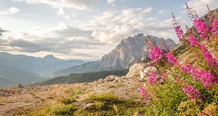 Wildflowers in the foreground with a panoramic view of mountains under a dramatic sky.