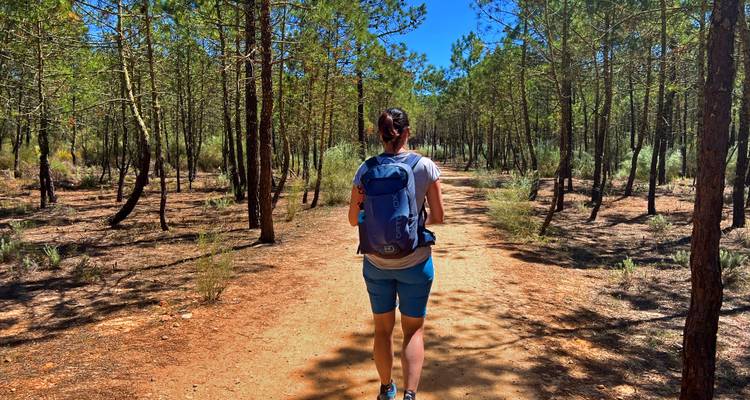 Ein Einzelwanderer geht einen staubigen Kiefernwaldpfad entlang unter strahlend blauem Himmel.
