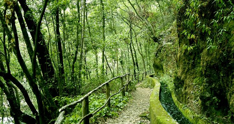 Un sentier forestier ombragé avec un canal d'eau bordé de pierre.