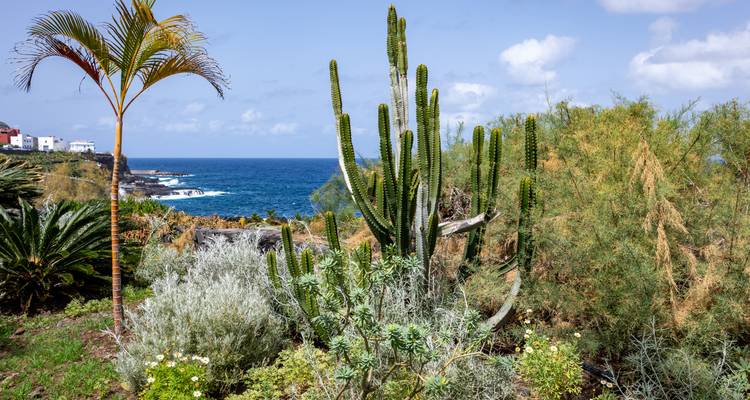 Cactus et autre végétation avec océan en arrière-plan.