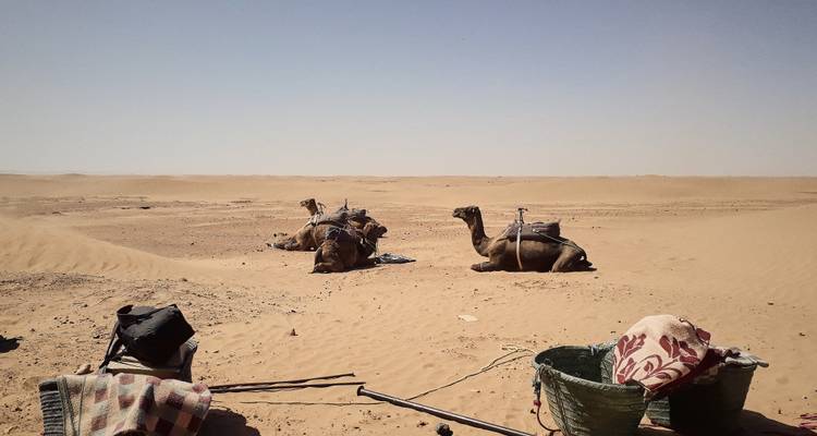 Camels resting in the desert with some gear on the ground.