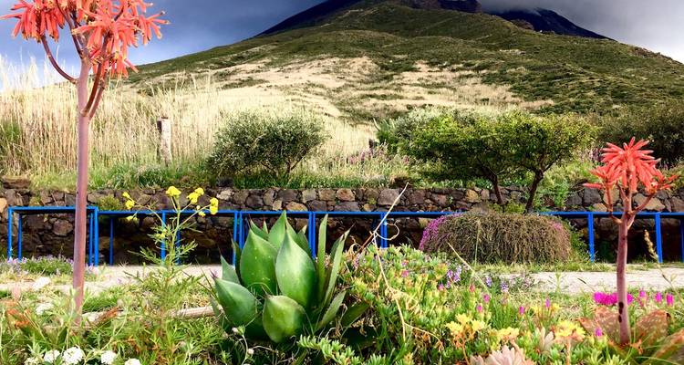 Üppiger, farbenfroher Garten mit einem Vulkangipfel im Hintergrund.
