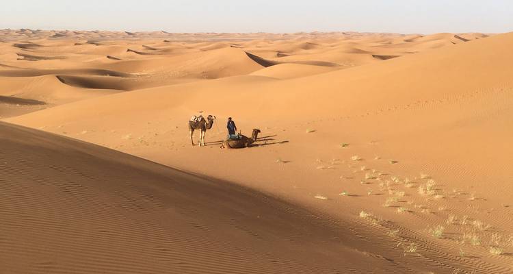 Voyageur avec chameau au milieu des dunes de sable ondulantes infinies du Sahara.