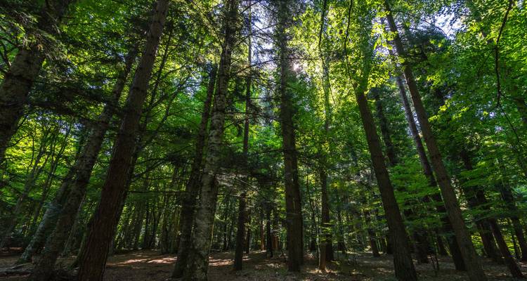 Forêt dense avec la lumière du soleil qui filtre à travers les arbres.