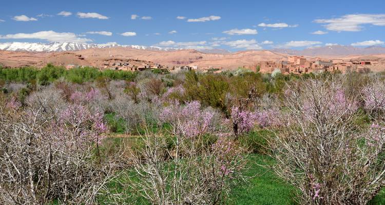 Blooming almond trees in a Moroccan valley with distant mountains.