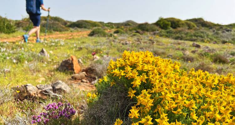 Nahaufnahme von gelben Wildblumen in Blüte mit einem verschwommenen Wanderer, der auf einem Küstenweg im Hintergrund läuft.