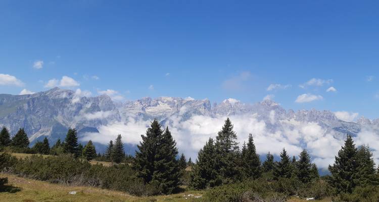 Groenblijvende bomen op een alpiene weide met wolkenkappen bergtoppen in de verte.