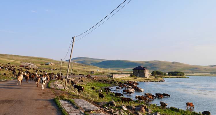 Koeien aan een meer met heuvels in de verte.
