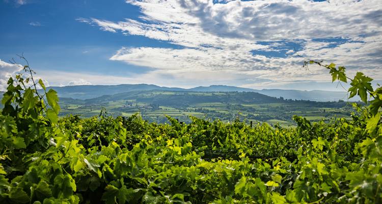 Une vue panoramique sur des vignobles verdoyants vallonnés et des collines lointaines sous un ciel dramatique tacheté de nuages.