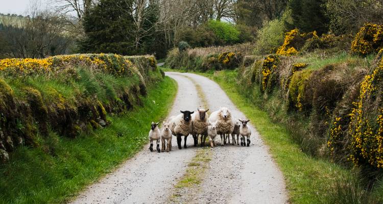 Groupe de moutons bloquant une petite route rurale étroite bordée de haies et d'ajonc jaune.