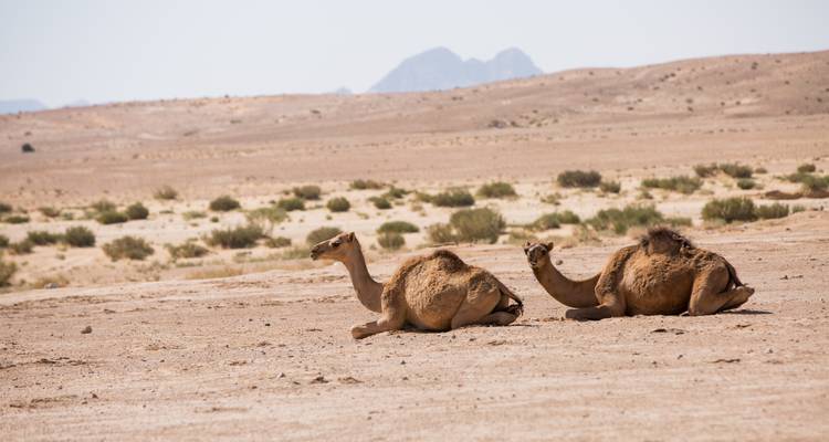 Two camels resting in a desert landscape.