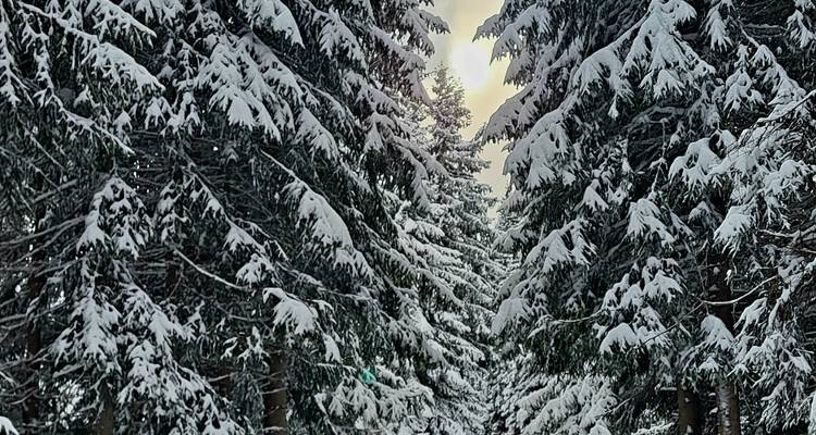 Sentier enneigé bordé de grands arbres