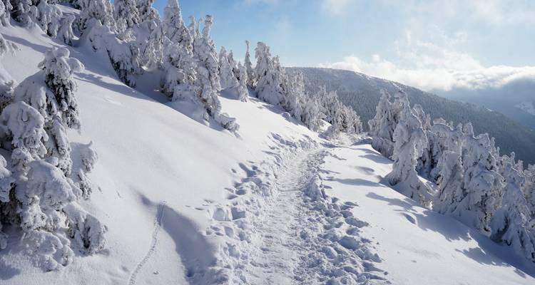 Sentier enneigé menant vers une pente avec des arbres enneigés