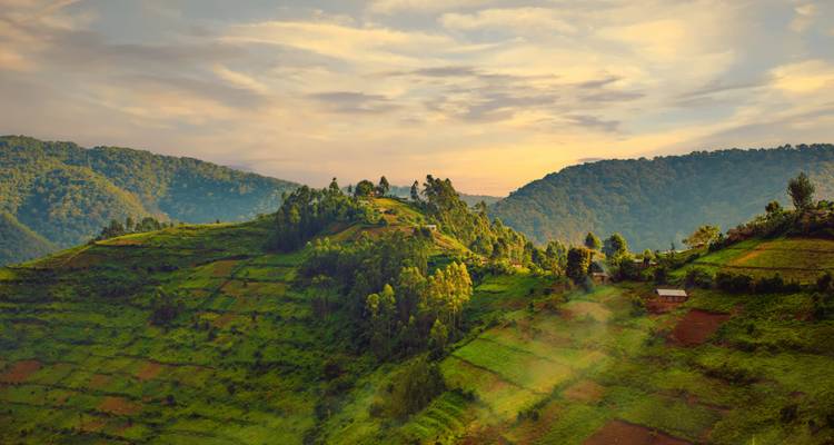 Hilly landscape with terraced fields and forests.