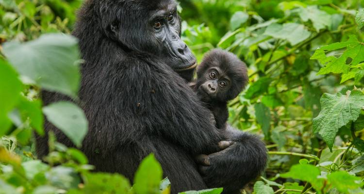 Mother gorilla with a baby in a lush green environment.
