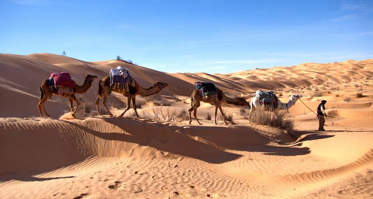 Una caravana de camellos cruzando las doradas dunas de arena del Sahara bajo un cielo azul cristalino, guiada por un guía.