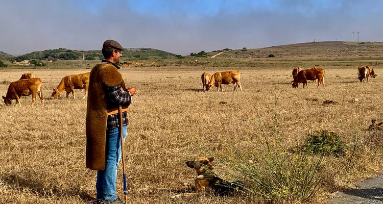 Hirte mit weidendem Vieh auf einem offenen Feld.