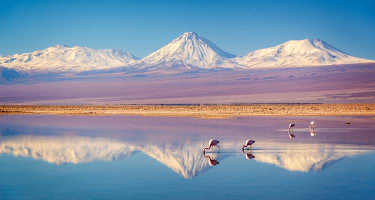 Flamants roses pataugeant dans un lac réfléchissant avec des montagnes enneigées en arrière-plan.