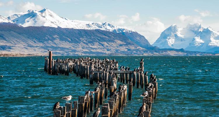 Des oiseaux marins perchés sur de vieilles poutres en bois s'étendant dans un lac avec des montagnes en arrière-plan.