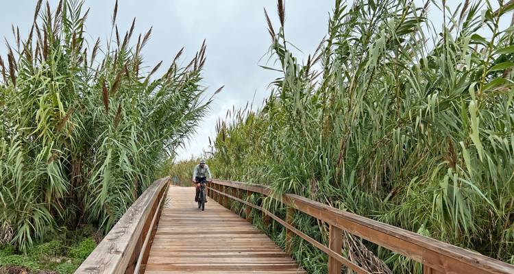 Cycliste roule sur une passerelle en bois à travers de hauts roseaux verts sous un ciel couvert.