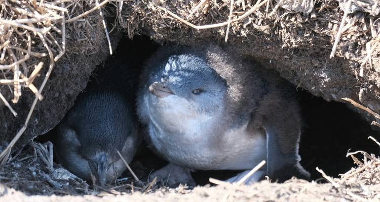 Junge Pinguine in einer Höhle, teilweise verborgen.