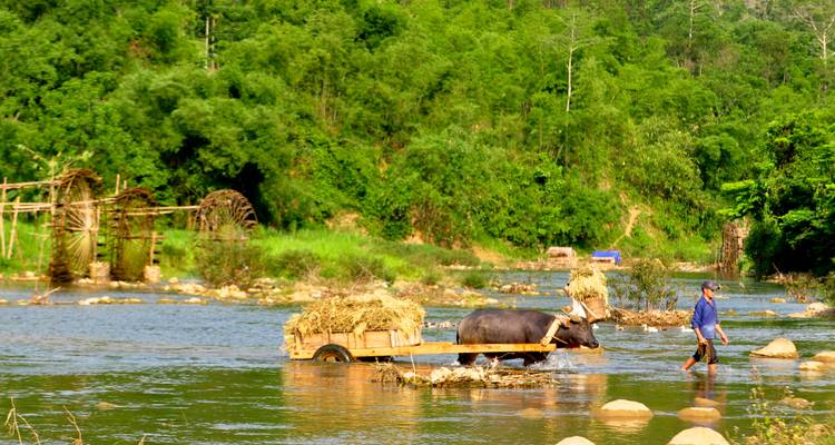 Person with a bullock cart crossing a river.