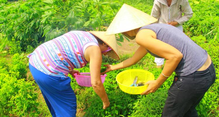 People harvesting crops in a field wearing traditional hats.
