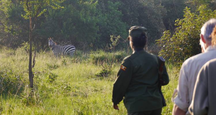Zèbre aperçu dans un champ herbeux avec des gens qui regardent.