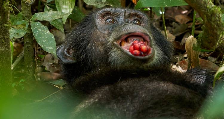 Chimpanzé mangeant des fruits dans un décor de jungle luxuriante.