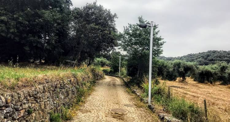 Ein Kopfsteinpflasterweg umgeben von Bäumen und einer Steinmauer in einer ländlichen Gegend.