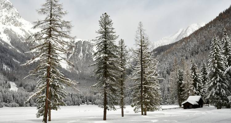 Verschneite Landschaft mit hohen Nadelbäumen und Bergen im Hintergrund.