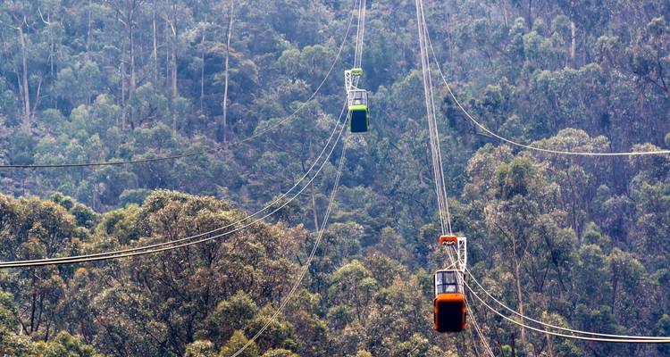 Cable cars transporting people over a densely forested area.