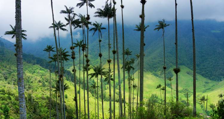Tall palm trees standing against a backdrop of lush green mountains.
